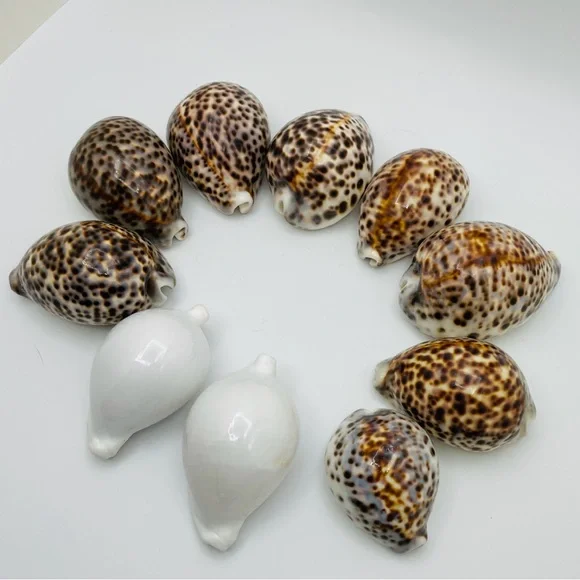 10 Cowrie Tiger & White Sea Shells approximately 2” to 3” or Turtle Shells - Picture 4 of 11